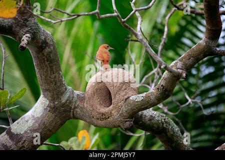 Hornbill dalla gola rossa, adulto al nido, Pantanal, Mato rufous hornero (Furnarius rufus), Brasile Foto Stock