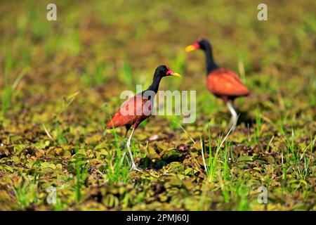 Jacana wattled (jacana jacana), coppia adulta, foraging, Pantanal, Mato Grosso, Brasile Foto Stock