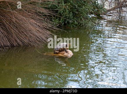 Tartaruga in acqua Parco Benalmadena Parque la Paloma Spagna Costa del Sol bellissimo spazio verde Foto Stock