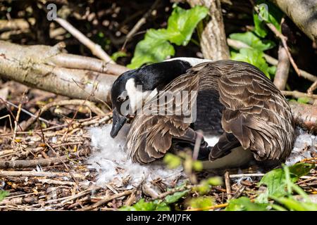 Primo piano di un'oca canadese sedette sul nido di soffici piume bianche Foto Stock