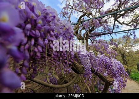 Germania, Baden-Wuerttemberg, Weinheim, Hermannshof, Blauregen (Wisteria sinensis), Glicine, Cistarie, Cisteria (senza rilascio di proprietà) Foto Stock