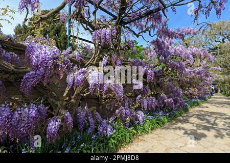 Germania, Baden-Wuerttemberg, Weinheim, Hermannshof, Blauregen (Wisteria sinensis), Glicine, Cistarie, Cisteria (senza rilascio di proprietà) Foto Stock