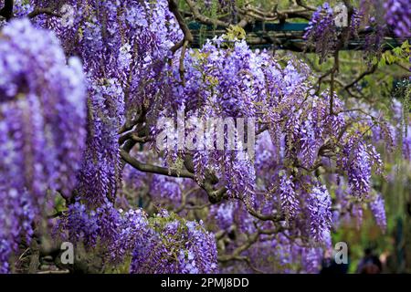 Germania, Baden-Wuerttemberg, Weinheim, Hermannshof, Blauregen (Wisteria sinensis), Glicine, Cistarie, Cisteria (senza rilascio di proprietà) Foto Stock