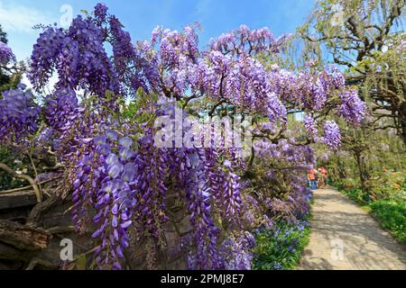 Germania, Baden-Wuerttemberg, Weinheim, Hermannshof, Blauregen (Wisteria sinensis), Glicine, Cistarie, Cisteria (senza rilascio di proprietà) Foto Stock