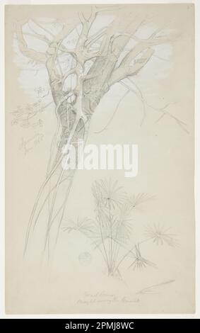 Disegno, Studio di Trunk dell'albero, vite parassita e pianta della palma, Giamaica; Chiesa di Frederic Edwin (americana, 1826–1900); Giamaica; grafite, pennello e gouache bianche su carta verde-grigia; foglio: 44,6 x 27,5 cm (17 9/16 x 10 13/16 poll.) Foto Stock