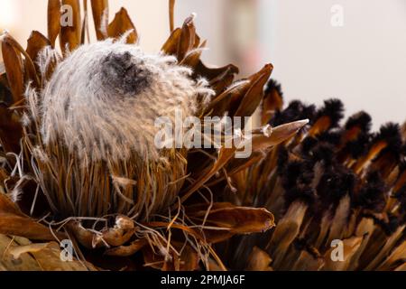 primo piano mazzo di protea secco Foto Stock