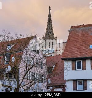 Campanile della Minster Ulm e del quartiere dei pescatori al crepuscolo della sera, Ulm, Baden-Wurttemberg, Germania, Europa. Foto Stock