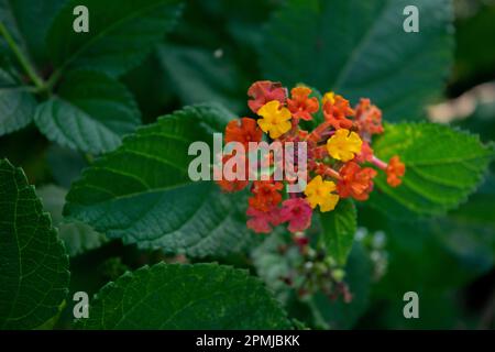 primo piano di una lantana camara Foto Stock