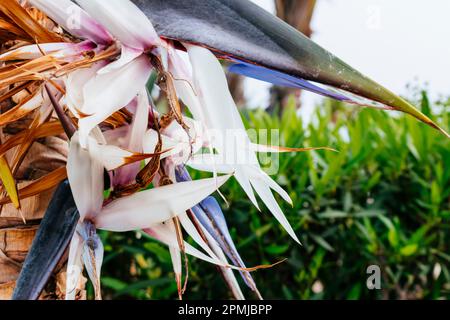 La strelitzia è una specie di piante perenni, originaria del Sudafrica. Appartiene alla famiglia delle piante Strelitziaceae. Un nome comune di Foto Stock