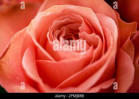 Primo piano di una rosa arancione. Le rose arancioni portano buona fortuna e irradiano calore. Foto Stock