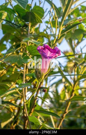 Fiore viola di un Ipomoea Foto Stock