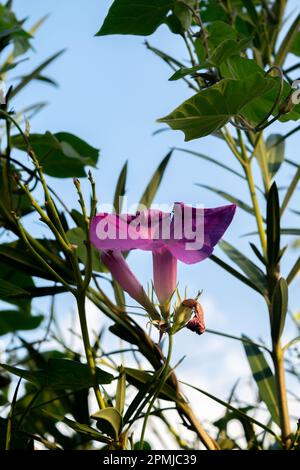 Fiore viola di un Ipomoea Foto Stock