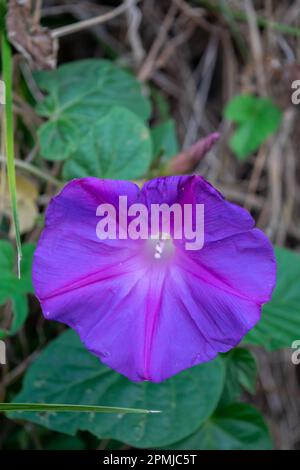 Fiore viola di un Ipomoea Foto Stock