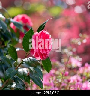 fiore camelia rosa. Dietro ci sono fiori di rhodendron azalia, che esplodono di colore in primavera, a RHS Wisley giardino, Surrey UK. Foto Stock