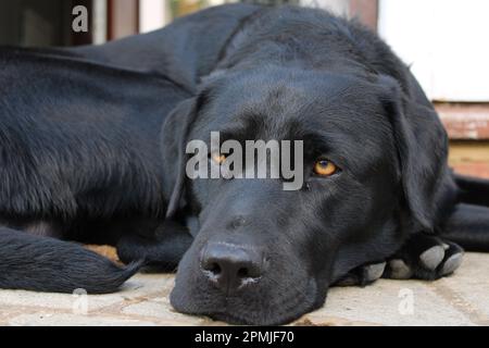 Black Labrador riposa su concrete Step fuori casa sua Foto Stock