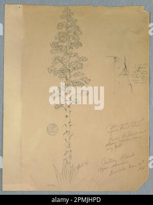 Disegno, pianta del secolo, Agave americana, Giamaica; Chiesa di Frederic Edwin (americana, 1826–1900); Giamaica; grafite, pennello e gouache bianche su carta color crema; foglio: 30,6 x 23,8 cm (12 1/16 x 9 3/8 poll.) Foto Stock