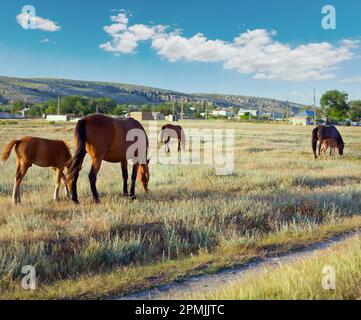 Cavallo con piccolo puledro in pascolo preirie (vicino a Kazantip riserva, Crimea, Ucraina). Foto Stock