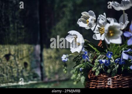 cestino pieno di fiori colorati bello, speedwell sottile, speedstalk speedwell Foto Stock