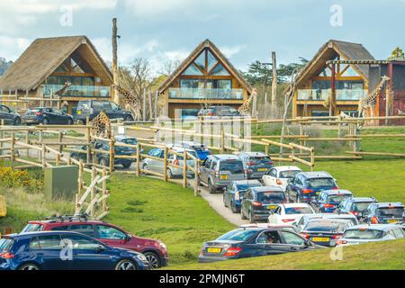 Bewdley, Regno Unito. 13th aprile 2023. Tempo in Gran Bretagna: Abbondanza di sole di primavera caldo e cielo blu. I visitatori del West Midland Safari Park possono godersi il sole di Pasqua e la fauna selvatica esotica, una storia molto diversa rispetto agli ultimi giorni. Credit: Lee Hudson/Alamy Live News Foto Stock