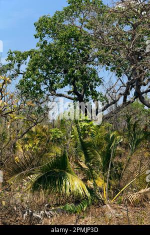 Savana boscosa (chiamata cerrado in Brasile) all'incrocio tra gli stati di Goias, Minas Gerais e Bahia. La palma senza stelo è Attalea geraensis. Il cerrado è un punto caldo di biodiversità. Foto Stock