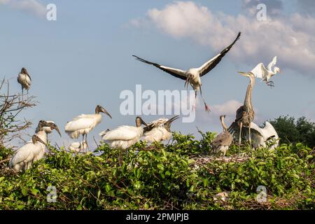 Bird Rookery in Florida con più specie nidificanti insieme. Cicogne di legno e grandi aironi blu fanno interessanti compagni. Foto Stock