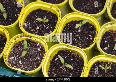Germogli di semina crescono in vasi di plastica gialla, vista dall'alto Foto Stock