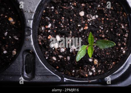 Piccolo germoglio cresce in vaso di plastica nera, vista dall'alto Foto Stock