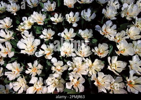 Foto piatta del campo di tulipano con fiori bianchi Foto Stock