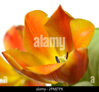 Tulipano giallo, arancione e rosso su sfondo bianco Foto Stock