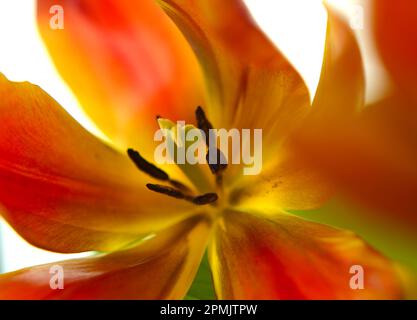 Tulipano giallo, arancione e rosso su sfondo bianco Foto Stock