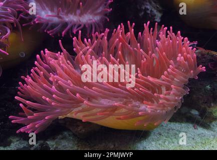 Una scena subacquea che mostra una vivace Actiniaria, un Anemone di Mare con una vasta varietà di vita acquatica Foto Stock