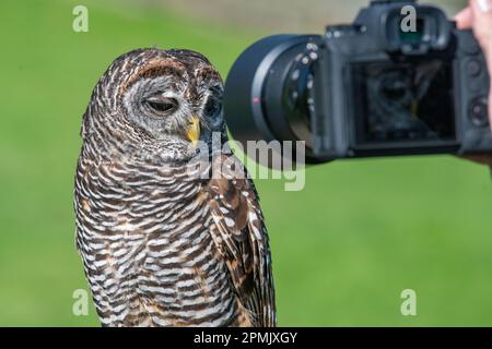 Chaco Owl, Strix chacoensis, Leeds Castle Falconry Centre, Leeds, Kent, Regno Unito Foto Stock