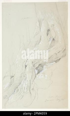 Disegno, radici di albero di cotone che crescono su una pendenza, Giamaica; Chiesa di Frederic Edwin (americana, 1826–1900); Giamaica; grafite, pennello e gouache bianche su carta di vove grigia; foglio: 44,3 x 27,4 cm (17 7/16 x 10 13/16 poll.) Foto Stock