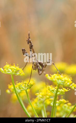 Mantis di Conehead, Empusa pennata Mantide (Empusa pennata). Lago di Baratz, SS, Sardegna, IT Foto Stock