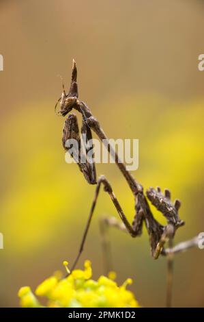 Mantis di Conehead, Empusa pennata Mantide (Empusa pennata). Lago di Baratz, SS, Sardegna, IT Foto Stock