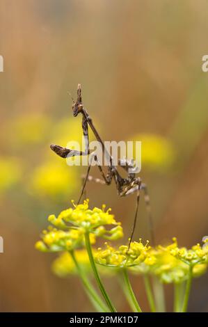 Mantis di Conehead, Empusa pennata Mantide (Empusa pennata). Lago di Baratz, SS, Sardegna, IT Foto Stock