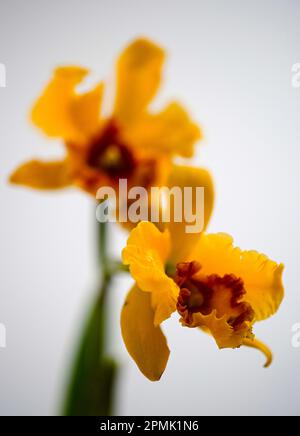 cattleya ibrido orchidea fiori d'arancio fiore aperto esoti insoliti Foto Stock