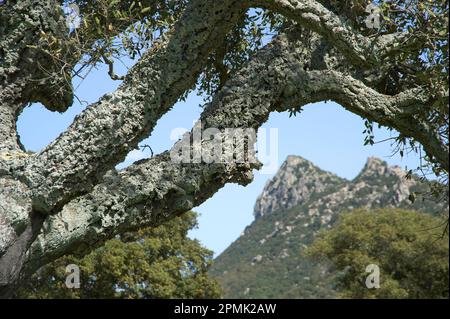 Primo piano di un grande albero di sughero, Quercus suber Berchidda, Sardegna, Italia Foto Stock