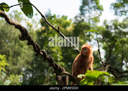 Una Langur di Javan orientale, una specie minacciata comunemente trovata sull'isola di Giava in Indonesia Foto Stock