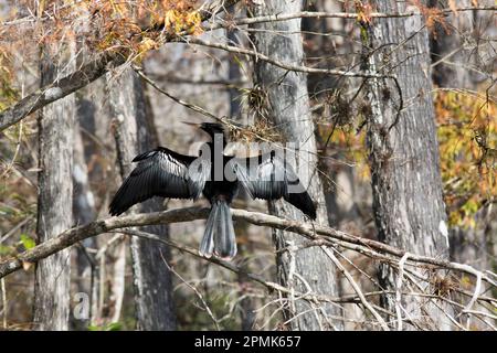 Anhinga anhinga arroccato all'interno della foresta di Big Cypress Preserve. I grigi muti e le foglie calde di Coppery hanno regolato via le piume dell'uccello del dapper a buon effetto Foto Stock