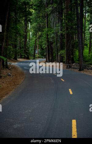 Curva S pavimentata attraverso la fitta foresta di pini nel Parco Nazionale di Yosemite Foto Stock