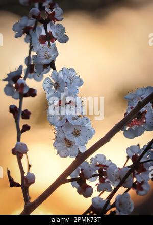 Un ramo con una catena di fiori di ciliegio bianco su uno sfondo bokeh tramonto in primavera, Lancaster County, Pennsylvania Foto Stock