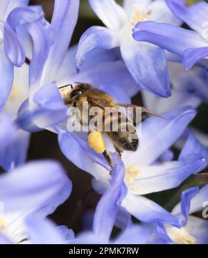 Un'ape di miele con strisce e sacchi pieni di polline tra i fiori viola di Gloria della neve, Scilla luciliae, in primavera, estate, Pennsylvania Foto Stock
