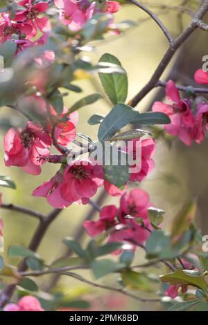 Un ramo di mela cotogna rossa fiorita, Chaenomeles, su uno sfondo verde chiaro e soleggiato in primavera, Lancaster, Pennsylvania Foto Stock