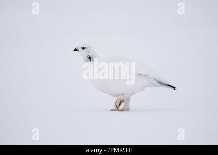 Willow Ptarmigan camminando sulla neve nella valle artica nell'Alaska centro-meridionale. Foto Stock