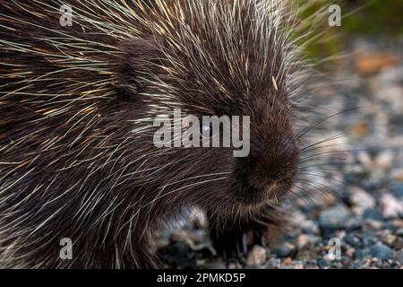 Primo piano ritratto di una porcupina (Hystricognatha) su un sentiero di ghiaia, dettaglio di pellicce e quills Foto Stock
