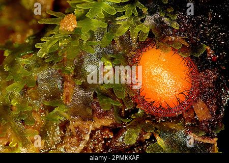 Fungo della tazza di ciglia (Scutellinia sp.) Foto Stock