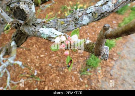 Primavera fiore bianco e germogli su un albero di pere varietà Seckel, parte della famiglia Pyrus communis pera. Foto Stock