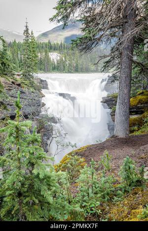 Vista delle cascate di Athabasca attraverso gli alberi nel Jasper National Park, Alberta Foto Stock