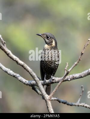 Mughetto di roccia dalle ventre castagne (Monticola rufiventris) osservato a Rongtong nel Bengala Occidentale, in India Foto Stock